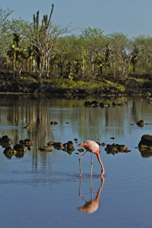 Santa Cruz Island Prints: Greater flamingo (Phoenicopterus ruber)