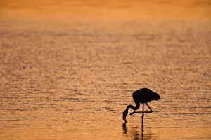 Images Dated 22nd May 2009: Greater flamingo (Phoenicopterus ruber), at dusk, Walvis Bay lagoon, Namibia, Africa