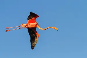Outdoor Exploration Prints: Greater flamingo (Phoenicopterus ruber) in flight over saltwater lagoon in the Galapagos Islands
