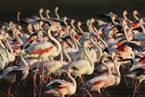 Walvis Bay Prints: Greater flamingoes (Phoenicopterus ruber) and Lesser flamingoes (Phoenicopterus minor)