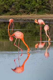 Ecological Diversity Prints: Greater flamingos (Phoenicopterus ruber) foraging for small pink shrimp in saltwater lagoon in the Galapagos Islands