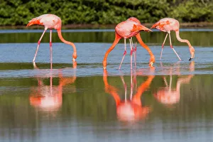 Saltwater Prints: Greater flamingos (Phoenicopterus ruber) foraging for small pink shrimp in saltwater lagoon in the Galapagos Islands