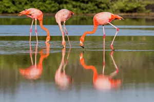 Animal Observation Prints: Greater flamingos (Phoenicopterus ruber) foraging for small pink shrimp in saltwater lagoon in the Galapagos Islands