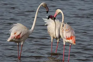 Serengeti Prints: Greater flamingos (Phoenicopterus ruber) on Lake Ndutu, Ngorongoro Conservation Area