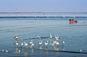 Namibia Prints: Greater flamingos (Phoenicopterus ruber roseus)