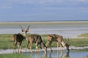 Etosha Prints: Greater kudu