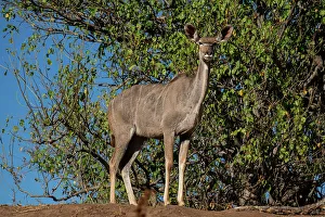 Female Animal Prints: Greater kudu female (Tragelaphus strepsiceros), Mashatu Game Reserve, Botswana, Africa
