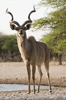 Antlers Prints: Greater kudu male (Tragelaphus strepsiceros) looking at the camera, Botswana, Africa