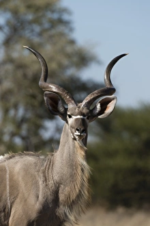 Portrait Prints: Greater kudu (Tragelaphus strepsiceros), Kalahari, Botswana, Africa