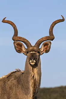 Greater kudu (Tragelaphus strepsiceros), Addo Elephant national park, Eastern Cape