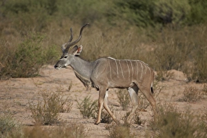 Greater kudu (Tragelaphus strepsiceros) buck, Kgalagadi Transfrontier Park, encompassing the former Kalahari Gemsbok National Park, South Africa, Africa