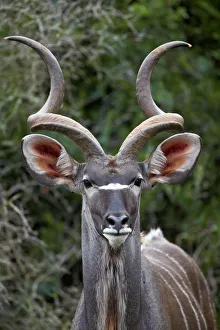 Male Animal Prints: Greater kudu (Tragelaphus strepsiceros) buck