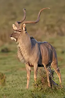 Greater kudu (Tragelaphus strepsiceros) buck marking its territory, Addo Elephant National Park