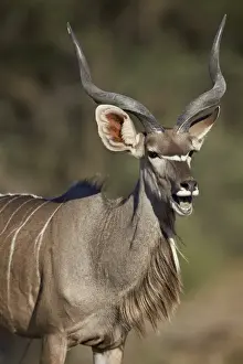 Greater kudu (Tragelaphus strepsiceros) buck with his mouth open, Kgalagadi Transfrontier