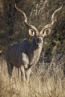 Antler Prints: Greater Kudu (Tragelaphus strepsiceros) bull, Kgalagadi Transfrontier Park, South Africa