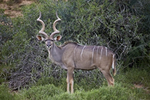 Addo Elephant National Park Gallery: Greater kudu (Tragelaphus strepsiceros) male, Addo Elephant National Park, South Africa