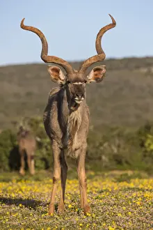 Greater kudu (Tragelaphus strepsiceros) among spring flowers, Addo Elephant national park