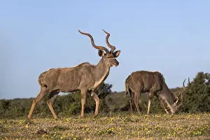 Greater kudu (Tragelaphus strepsiceros) among spring flowers, Addo Elephant national park