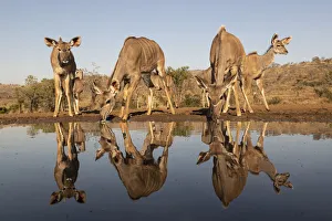 Antelope Prints: Greater kudu (Tragelaphus strepsiceros) at water, Zimanga private game reserve