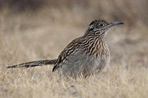 Images Dated 13th December 2009: Greater Roadrunner (Geococcyx californianus), Bosque Del Apache National Wildlife Refuge
