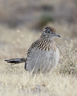 Images Dated 13th December 2009: Greater roadrunner (Geococcyx californianus), Bosque Del Apache National Wildlife Refuge