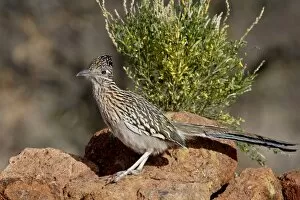 Images Dated 26th March 2010: Greater roadrunner (Geococcyx californianus), The Pond, Amado, Arizona