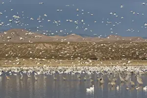 Greater sandhill cranes (Grus canadensis tabida) gray in color, and lesser snow geese (Chen caerulescens caerulescens) white in color, Bosque del Apache National Wildlife Refuge, New Mexico, United States of America, North America