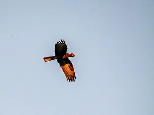 Birds Prints: Greater vasa parrot in flight high above trees in Anjajavy Private Reserve, Madagascar
