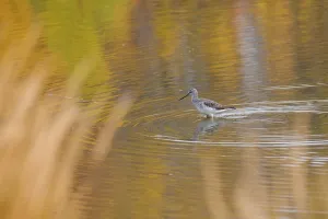 Shorebird Prints: Greater Yellowlegs foraging in water at a boreal lake during autumn in Alberta, Canada