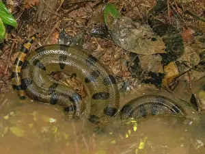 Snake Prints: Green anaconda curls up in a creek in the rainforest of Pacaya Samiria Preserve in Peru