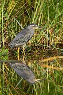 Herons Prints: Green-backed heron (Butorides striatus), Kruger National Park, South Africa, Africa