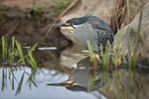 Green-backed heron (striated heron) (Butorides striatus), Kruger National Park, South Africa