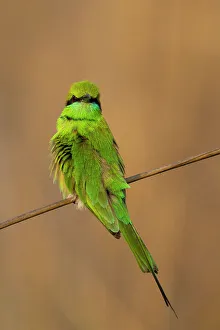 Madhya Pradesh Prints: Green Bee-Eater (Merops orientalis)