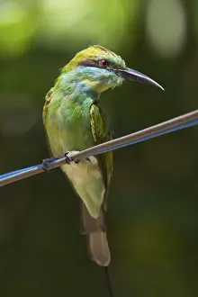 Kumana Prints: Green bee-eater (Merops orientalis ceylonicus) in Kumana National Park