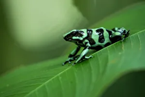 Sarapiqui Prints: Green and black poison dart frog (Dendrobates auratus)
