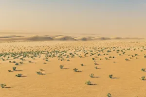 Dune Prints: Green bushes in the Tenere desert, Niger, West Africa, Africa