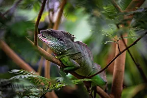 Sustainability Prints: Green chameleon camouflaged among lush foliage