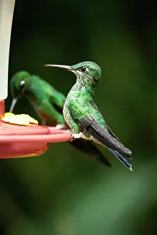 Hummingbird Prints: A green-crowned brilliant Hummingbird