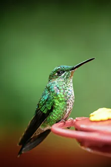 Hummingbird Prints: A green-crowned brilliant Hummingbird