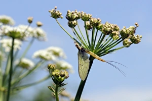Images Dated 30th May 2009: Green drake mayfly (Ephemera danica) newly emerged on a riverside umbel flowerhead in May