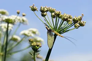 Green drake mayfly (Ephemera danica) newly emerged on a riverside umbel flowerhead in May, Wiltshire, England, United Kingdom, Europe
