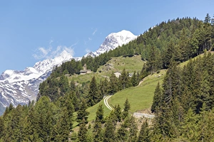 Typically Swiss Prints: Green forest and snowy mountains