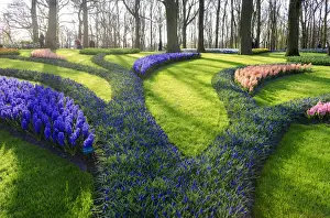 The Netherlands Prints: Green gardens of flowers in bloom in spring at the Keukenhof Botanical Garden, Lisse