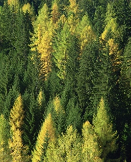 Conifer Prints: Green and gold autumn colours in the Dolomites
