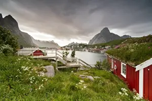Overgrown Prints: Green grass and flowers frame the typical Rorbu surrounded by sea, Reine, Nordland county