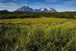 Images Dated 14th December 2008: Green grass, Torres del Paine National Park, Patagonia, Chile, South America