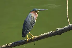 Guanacaste Province Prints: Green Heron (Butorides virescens) by the Nosara River at the Biological Reserve