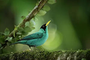 Sarapiqui Prints: Green honeycreeper, Sarapiqui, Costa Rica, Central America
