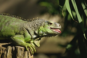 Green iguana, Bali, Indonesia, Southeast Asia, Asia