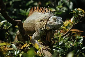 Alajuela Province Prints: Green Iguana (Iguana iguana), Alajuela Province, Costa Rica, Central America